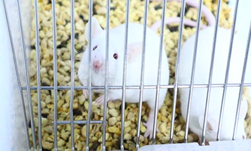 动脉粥样硬化模型如何建立