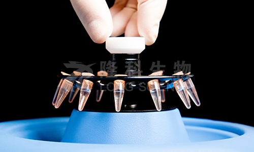 深入了解细胞划痕实验：方法、分析与局限